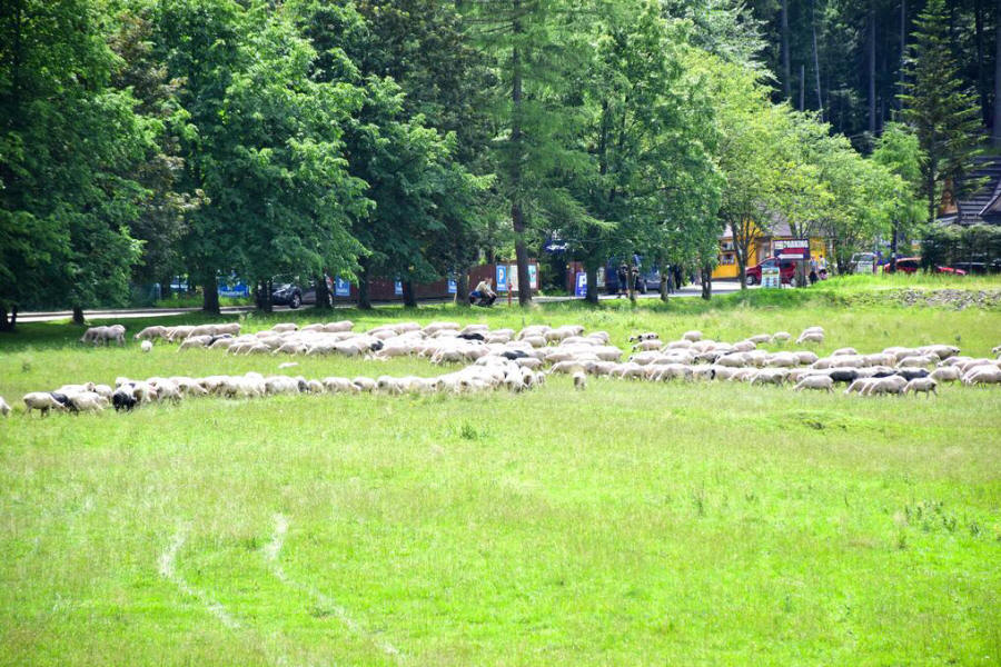 „Willa Halka“ - svečių kambariai Zakopanės centre 04